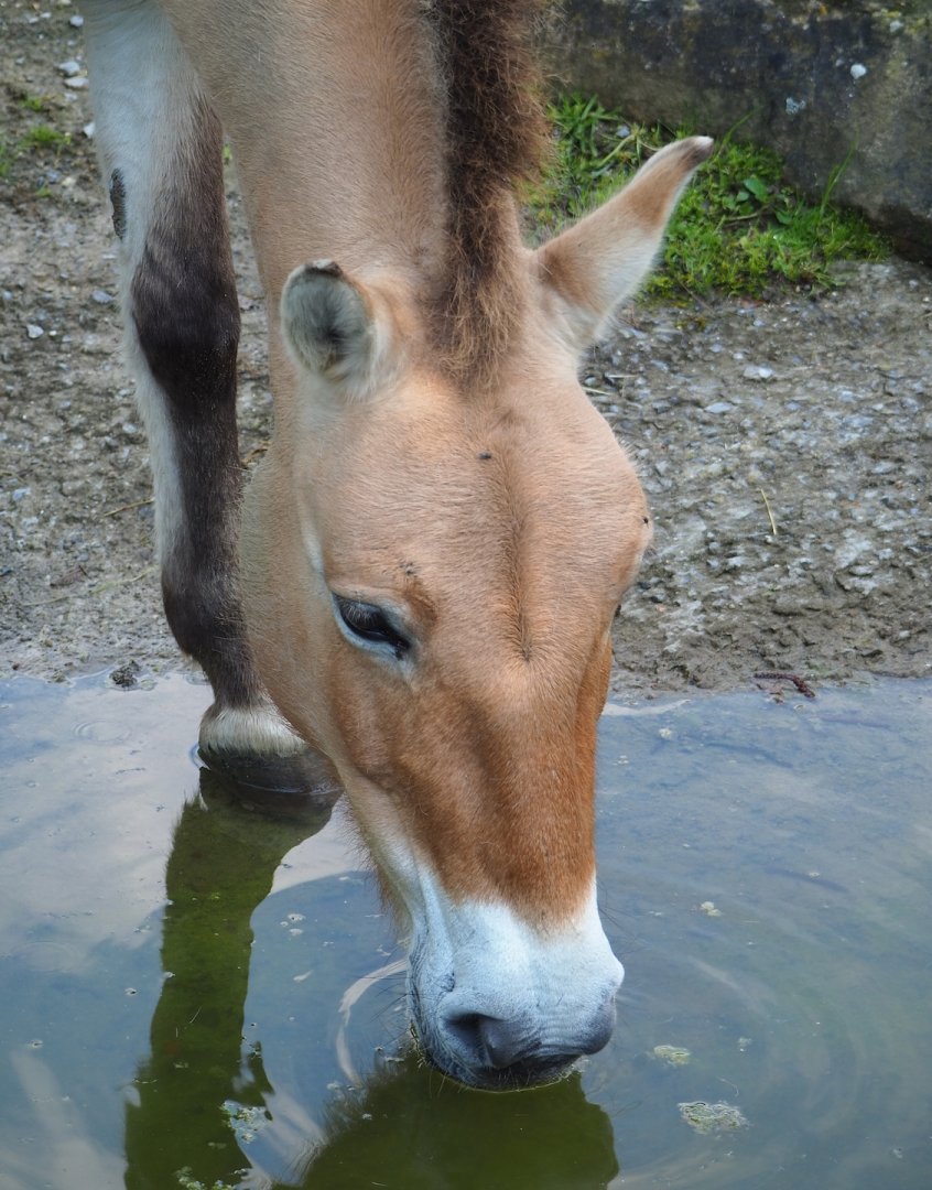 Przewalski's horse (Equus ferus przewalskii), 2023-05-13