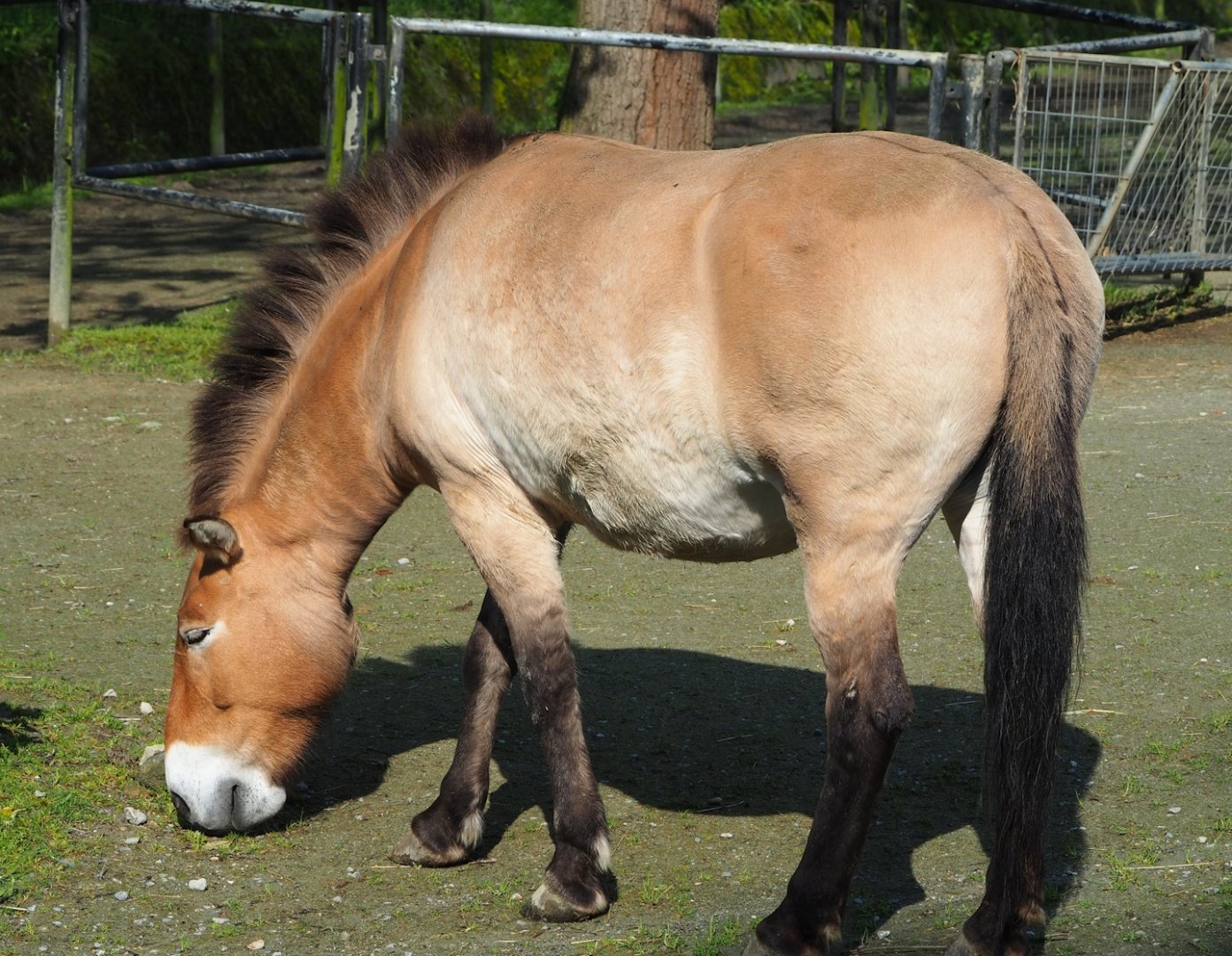 Przewalski's horse (Equus ferus przewalskii), 2023-05-13