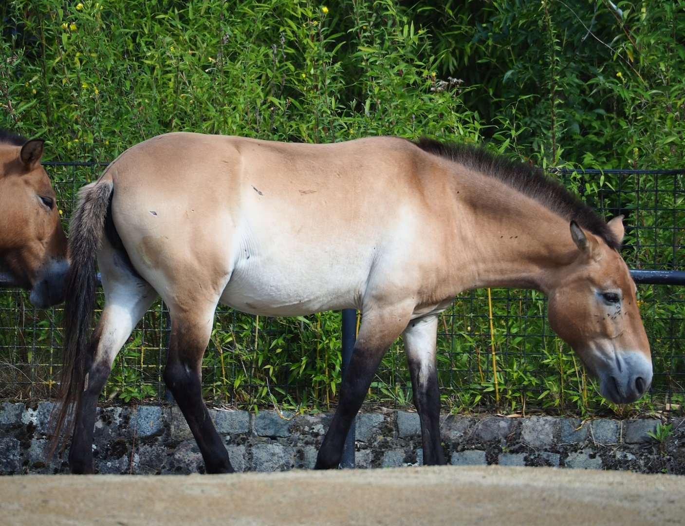 Przewalski's horse (Equus ferus przewalskii), 2023-07-26
