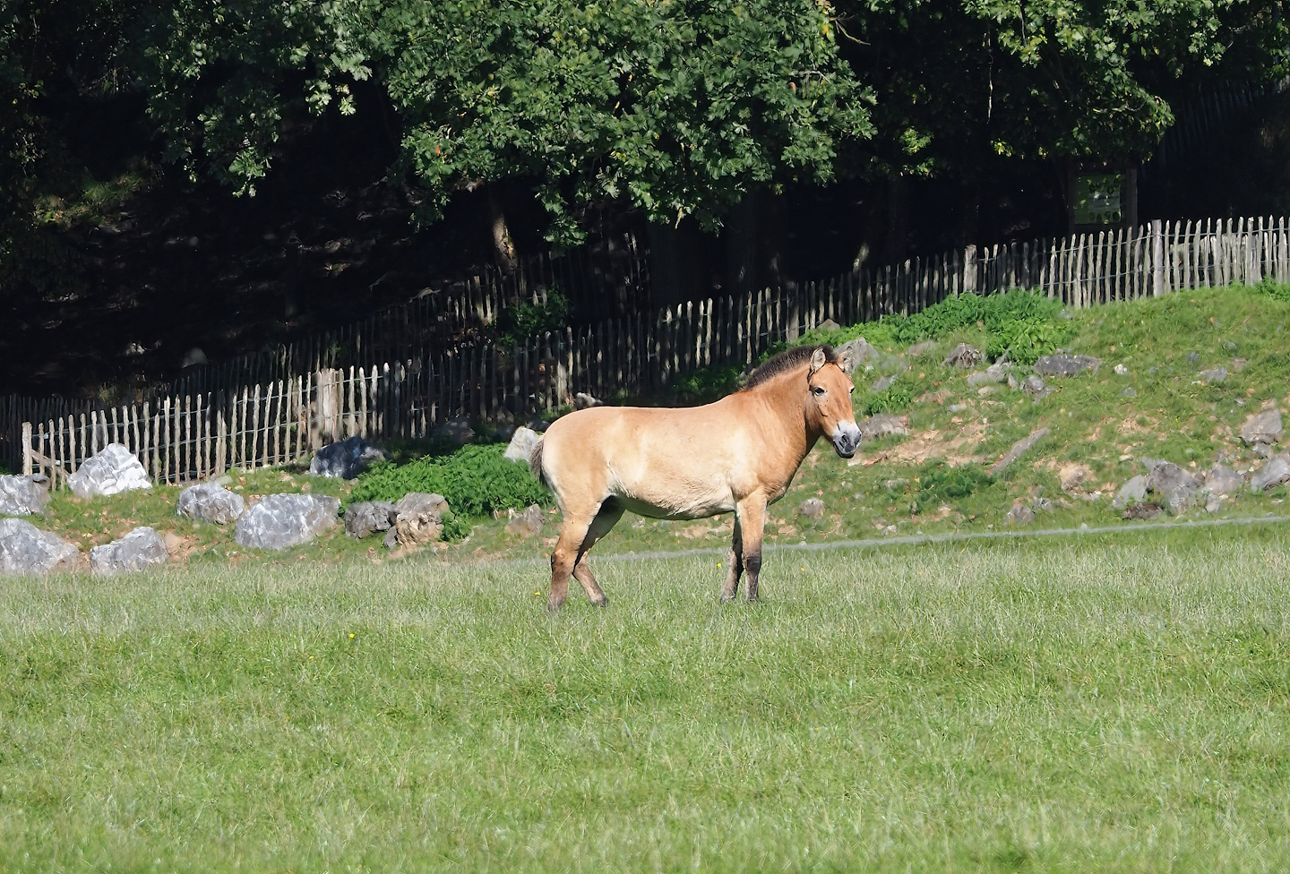Przewalski's horse (Equus ferus przewalskii), 2023-09-26