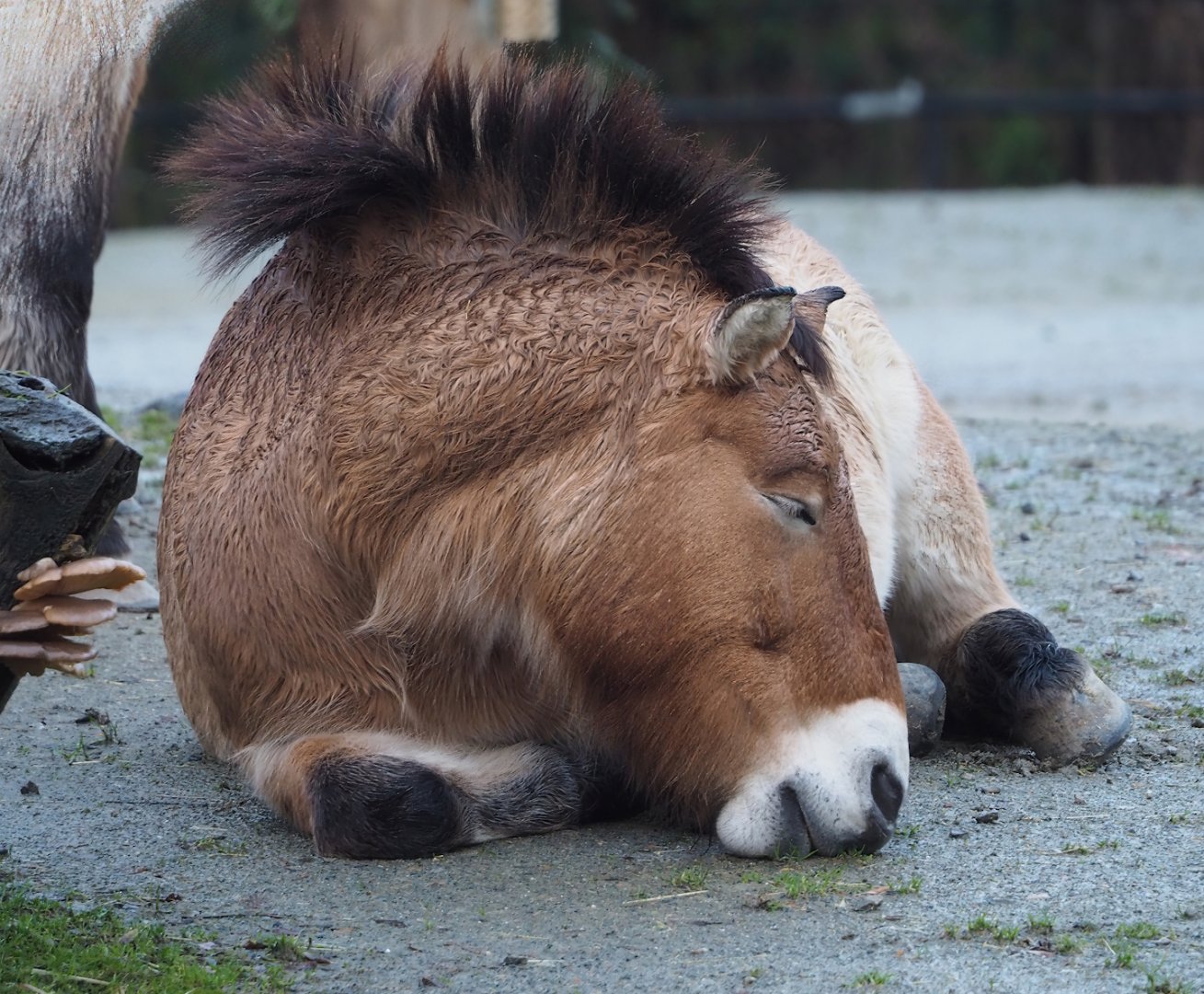 Przewalski's horse (Equus ferus przewalskii), 2024-01-01