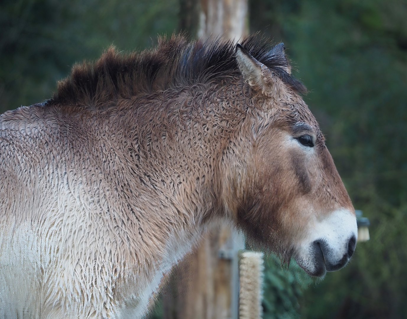 Przewalski's horse (Equus ferus przewalskii), 2024-01-01