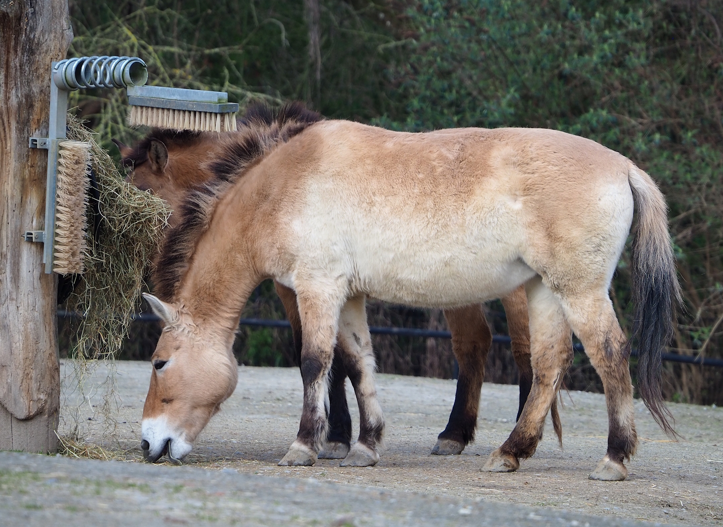 Przewalski's horse (Equus ferus przewalskii), 2024-03-04