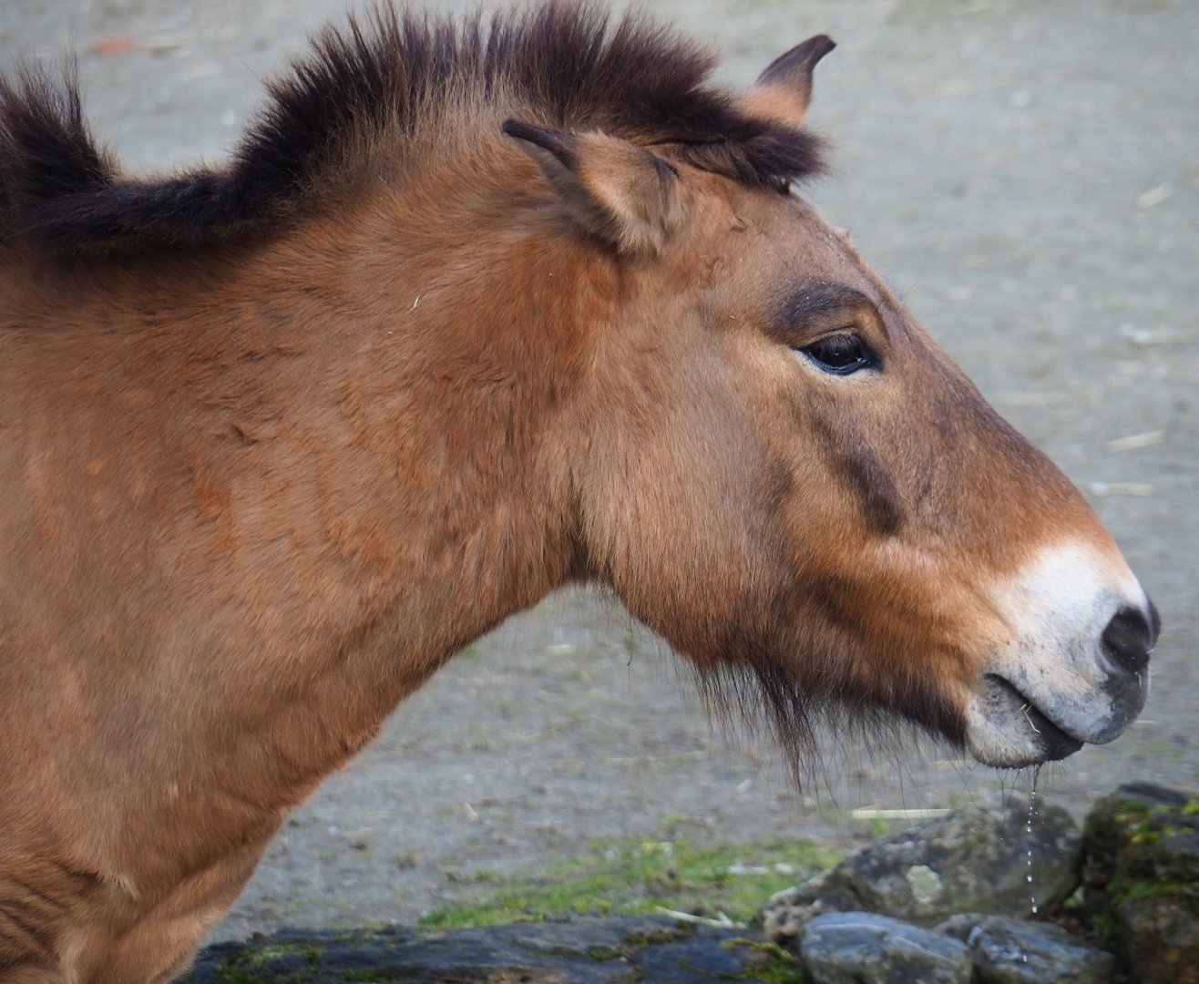 Przewalski's horse (Equus ferus przewalskii), 2024-03-04