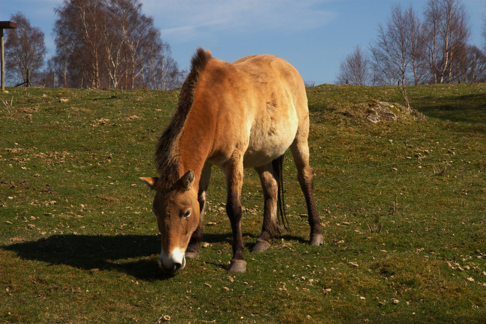 Przewalski's Horse (Equus ferus przewalskii), 2025-04-10