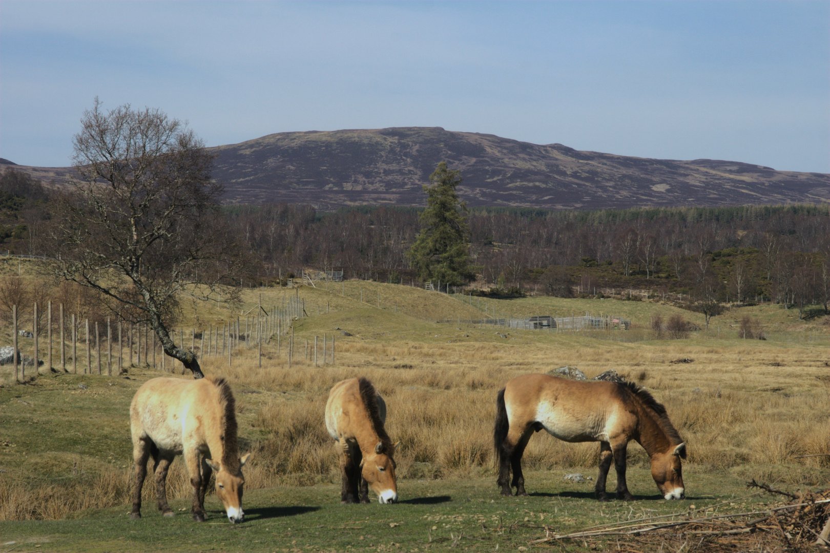 Przewalski's Horse (Equus ferus przewalskii), 2025-04-10