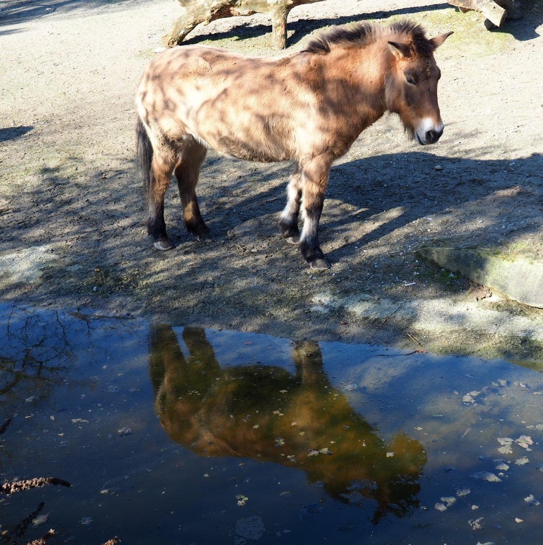 Przewalski's horse (Equus ferus przewalskii), Feb 16th, 2019