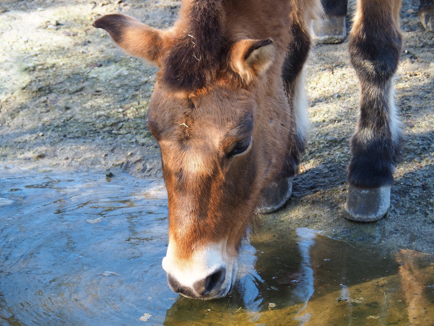 Przewalski's horse (Equus ferus przewalskii), Feb 16th, 2019
