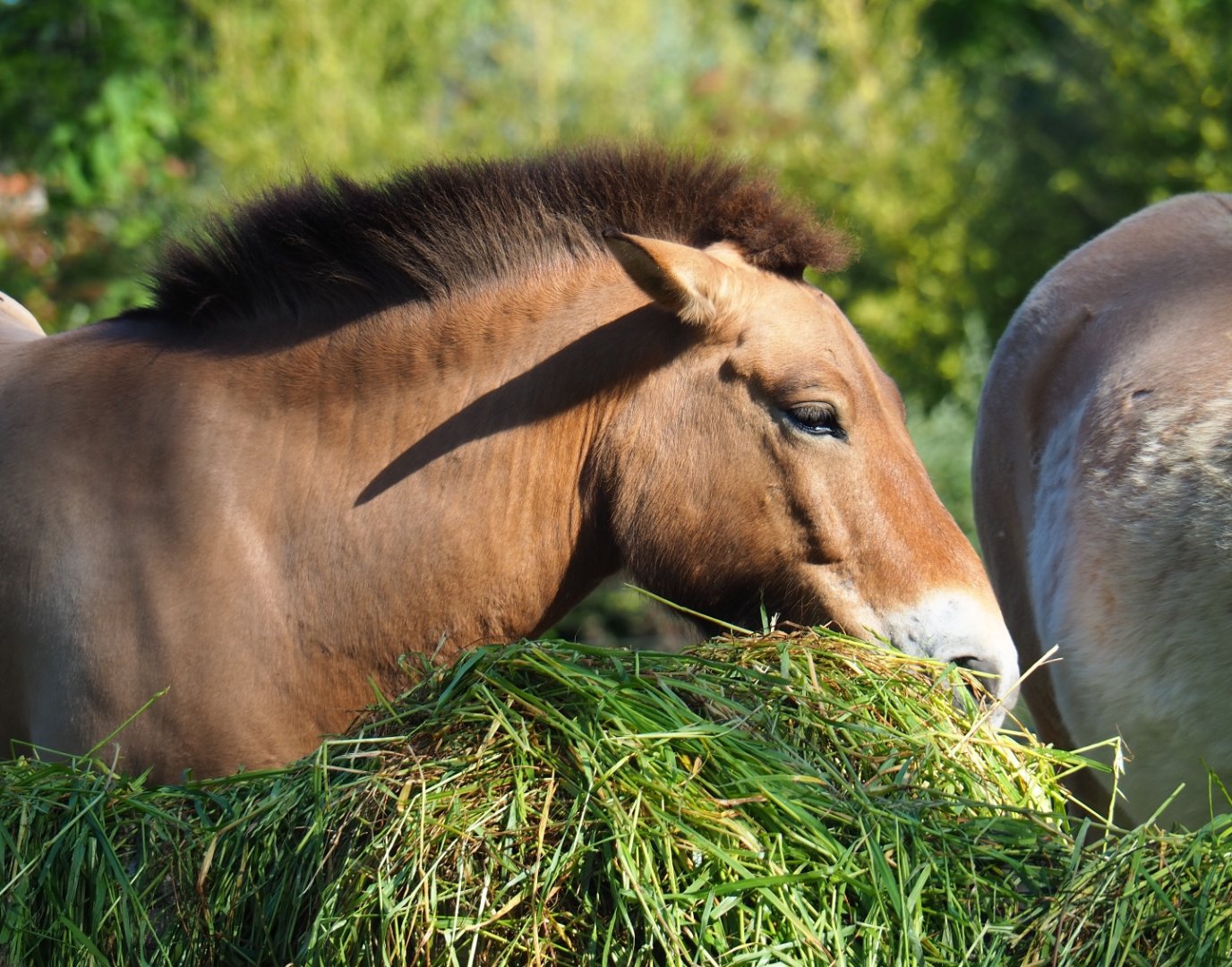 Przewalski's horse (Equus ferus przewalskii) feeding on fresh grass, 2019-05-31
