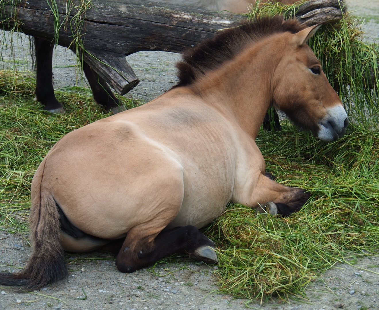 Przewalski's horse (Equus ferus przewalskii) feeding on fresh grass, 2019-05-31