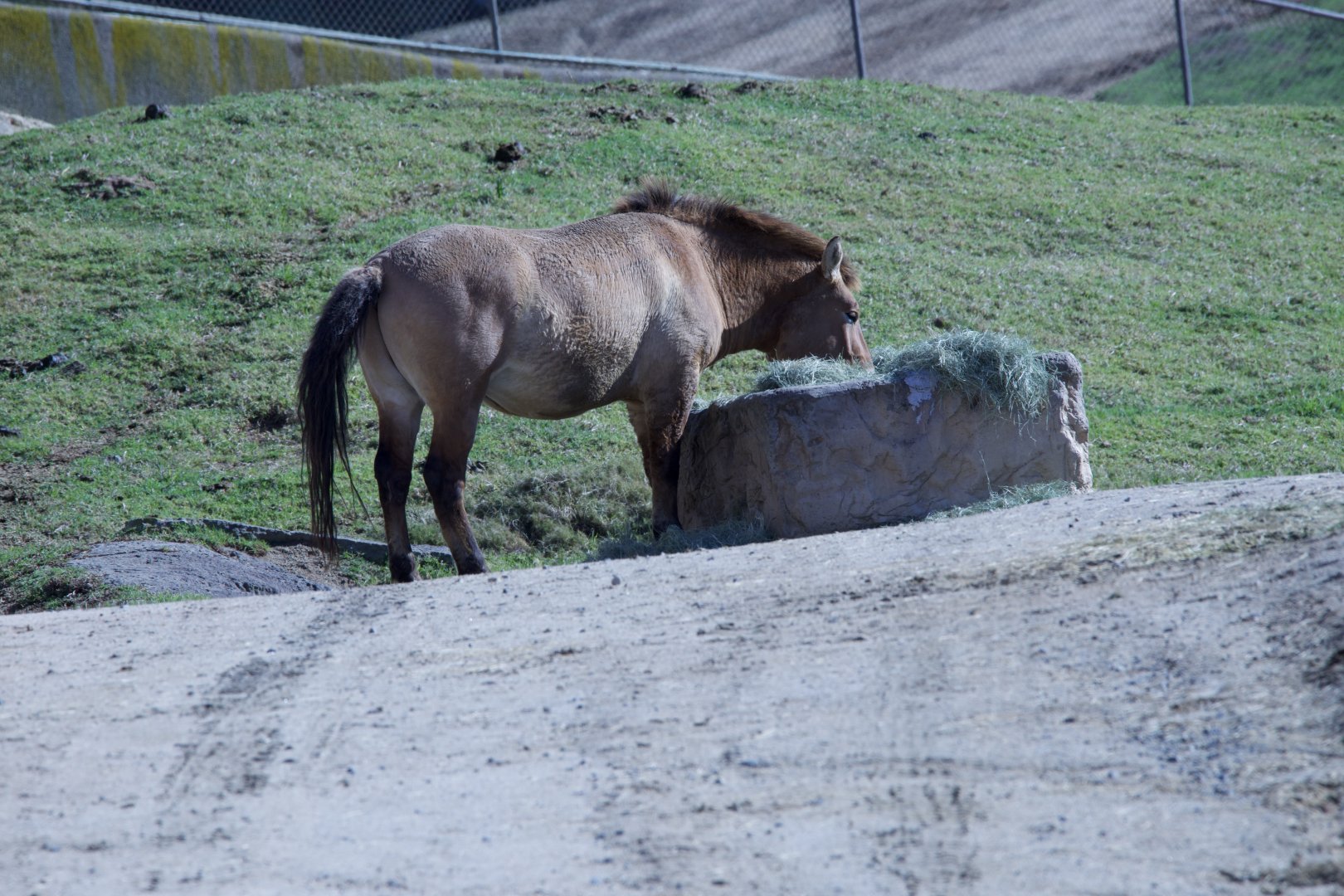 Przewalski's Horse/ Equus ferus przewalskii, first cloned individual Kurt