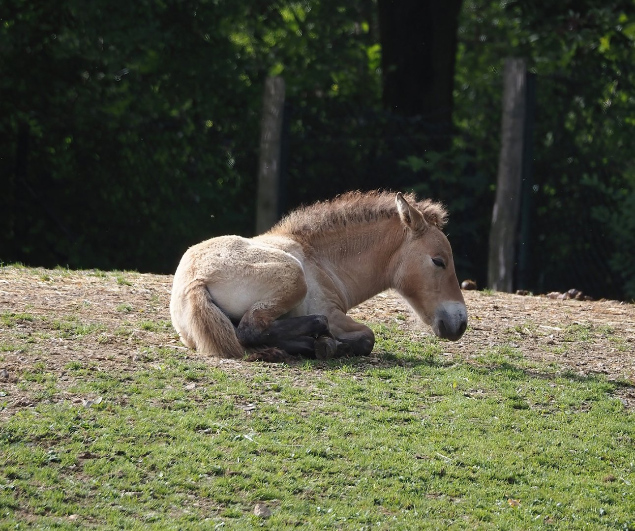 Przewalski's horse (Equus ferus przewalskii) foal, 2024-08-21