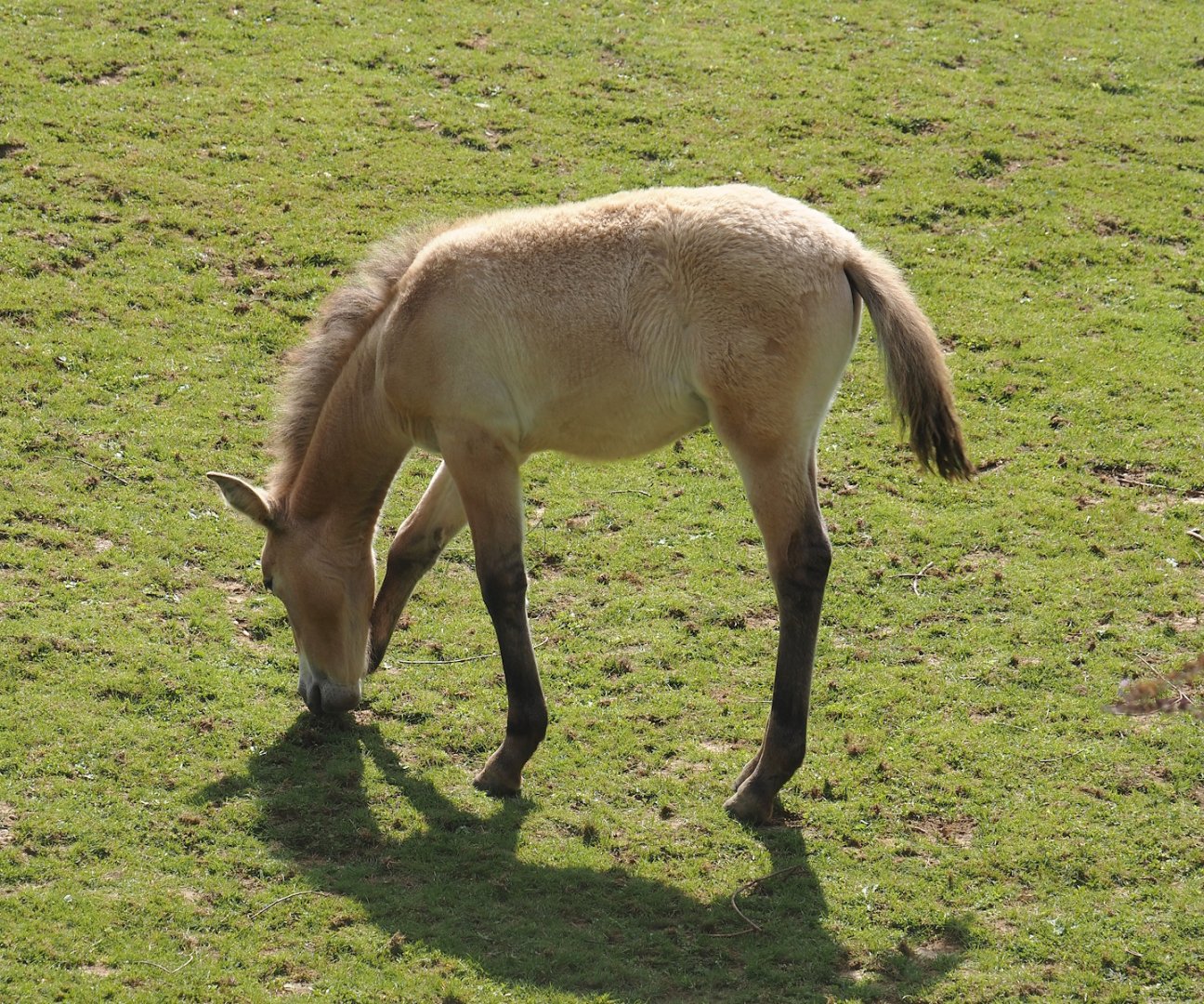 Przewalski's horse (Equus ferus przewalskii) foal, 2024-08-21