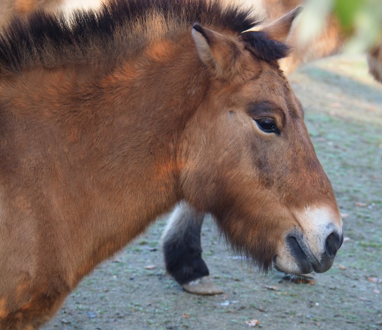 Przewalski's horse (Equus ferus przewalskii), Nov 18th, 2018