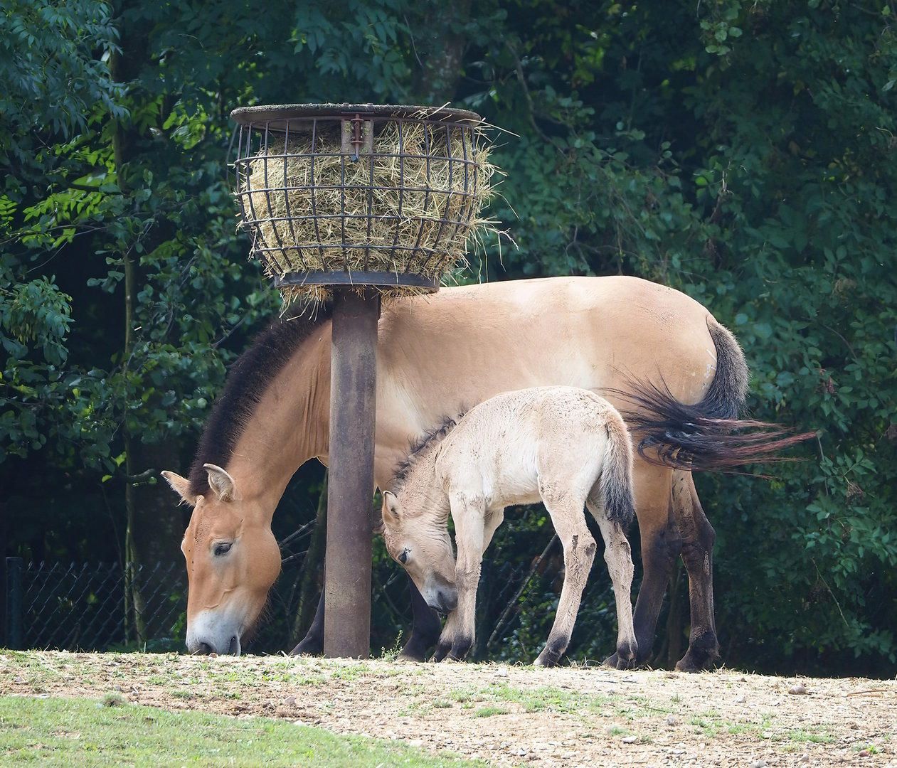 Przewalski's horse (Equus ferus przewalskii) with foal, 2022-08-20