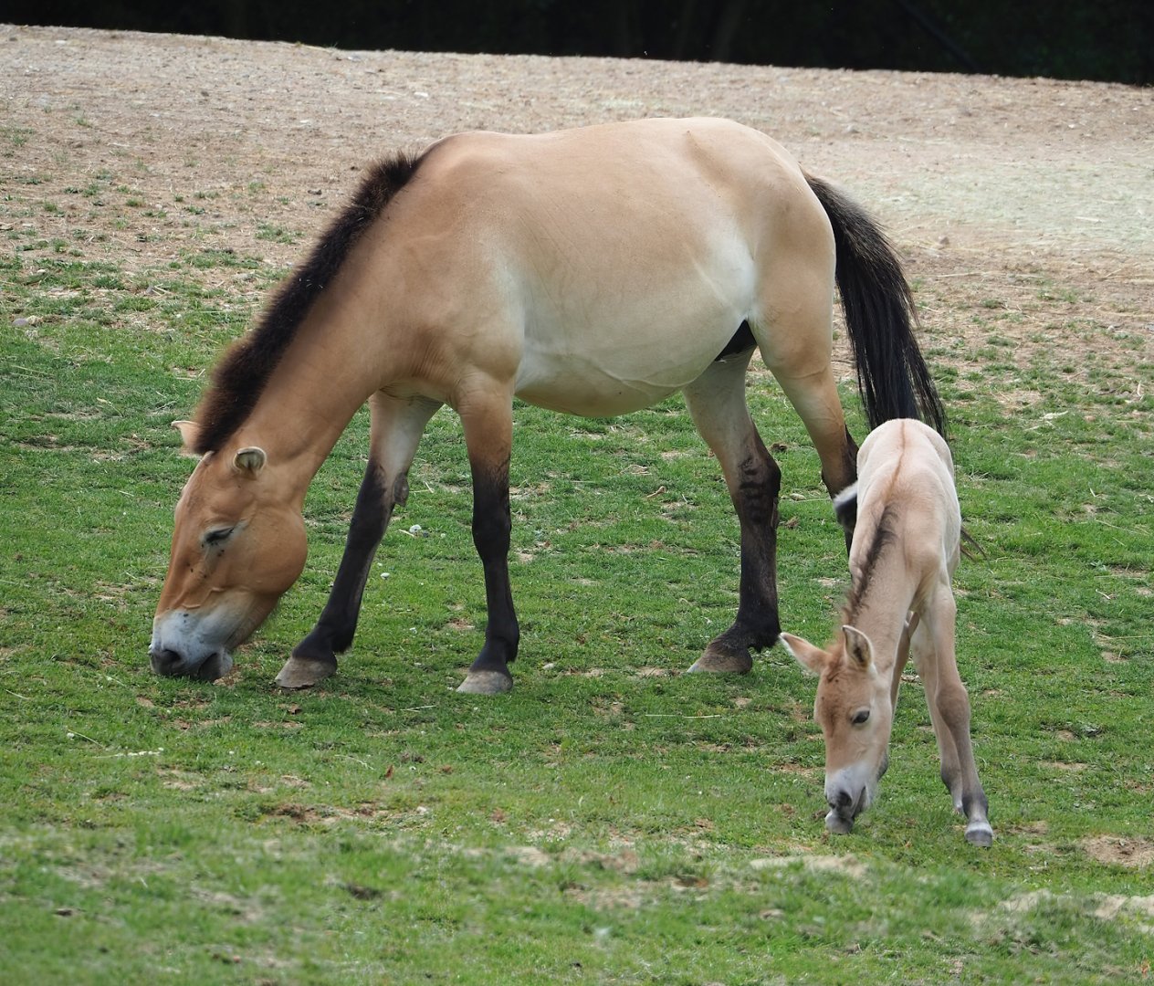 Przewalski's horse (Equus ferus przewalskii) with foal, 2023-07-18