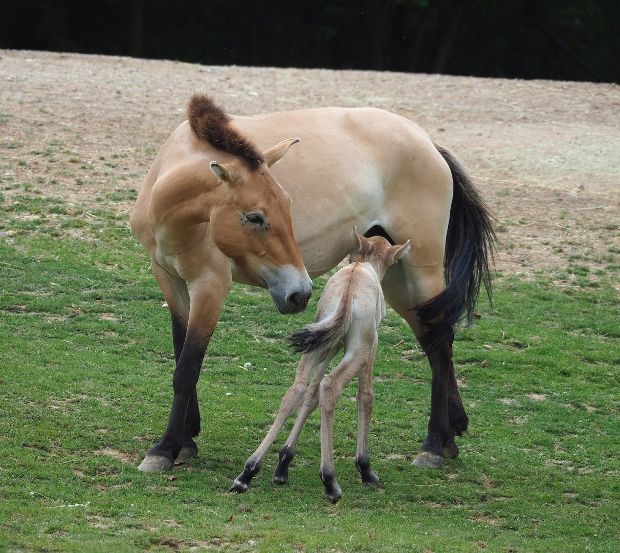 Przewalski's horse (Equus ferus przewalskii) with foal, 2023-07-18