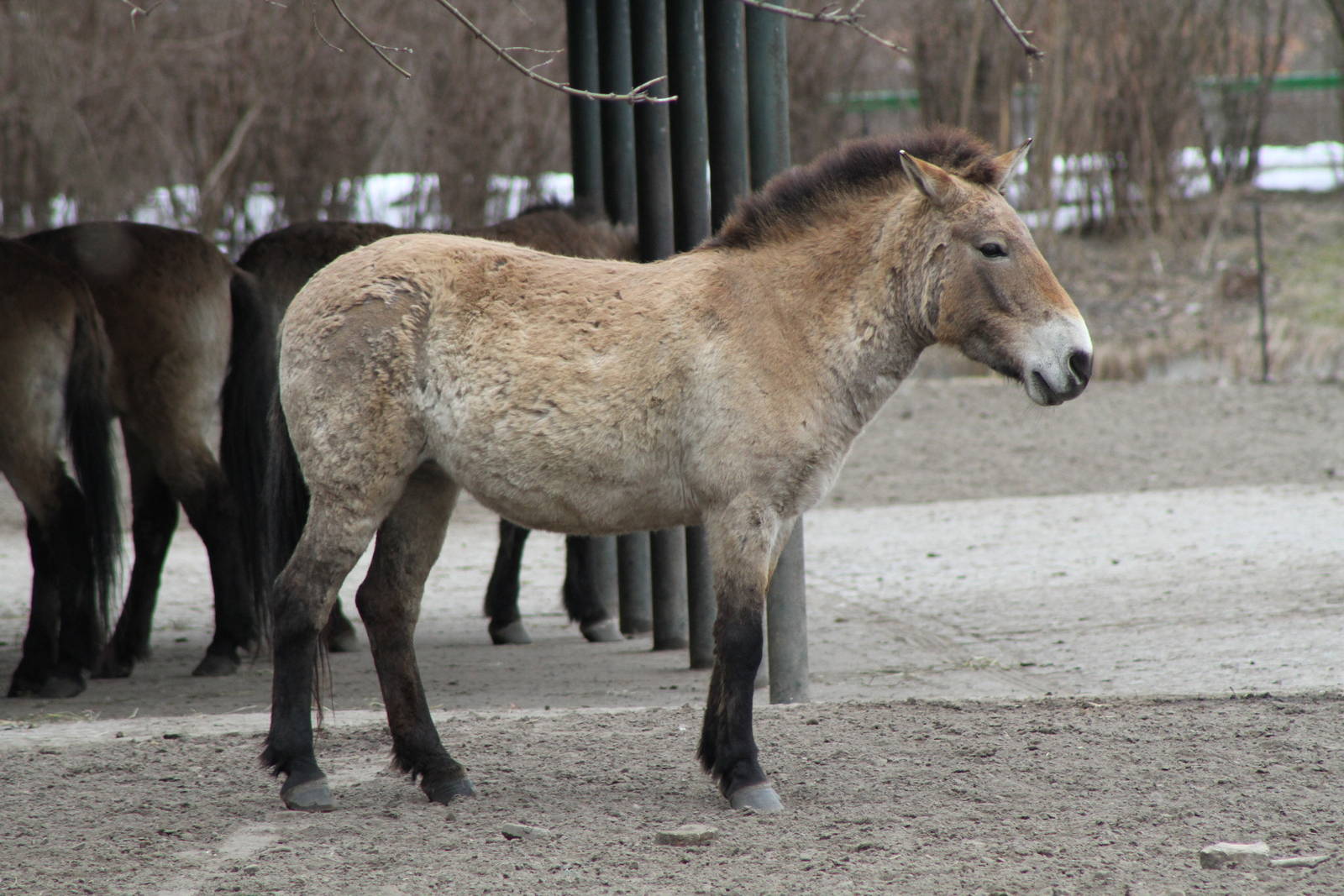 Przewalski's Horse (Equus ferus przewalskii)