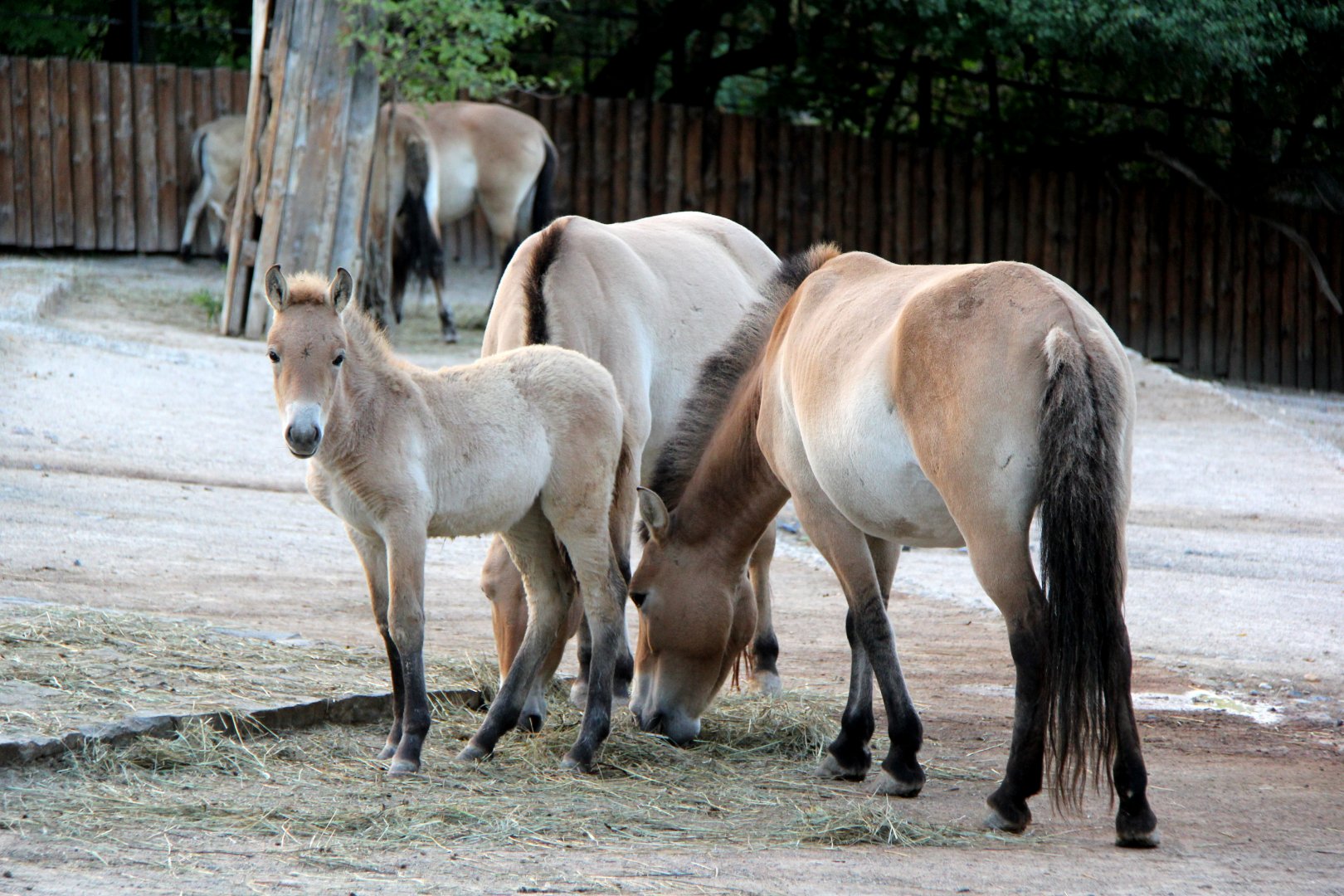 Przewalski's Horse (Equus ferus przewalskii)