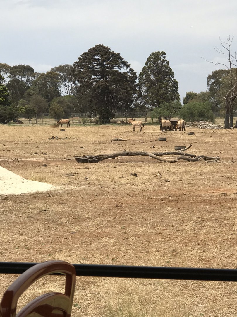 Przewalski's horse (Equus ferus przewalskii)