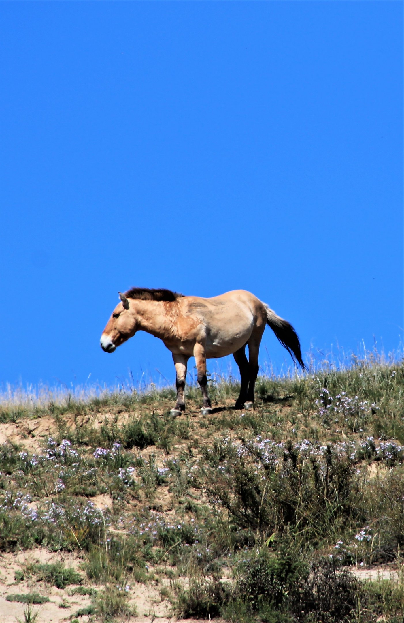 Przewalski's Horse (Equus ferus przewalskii)