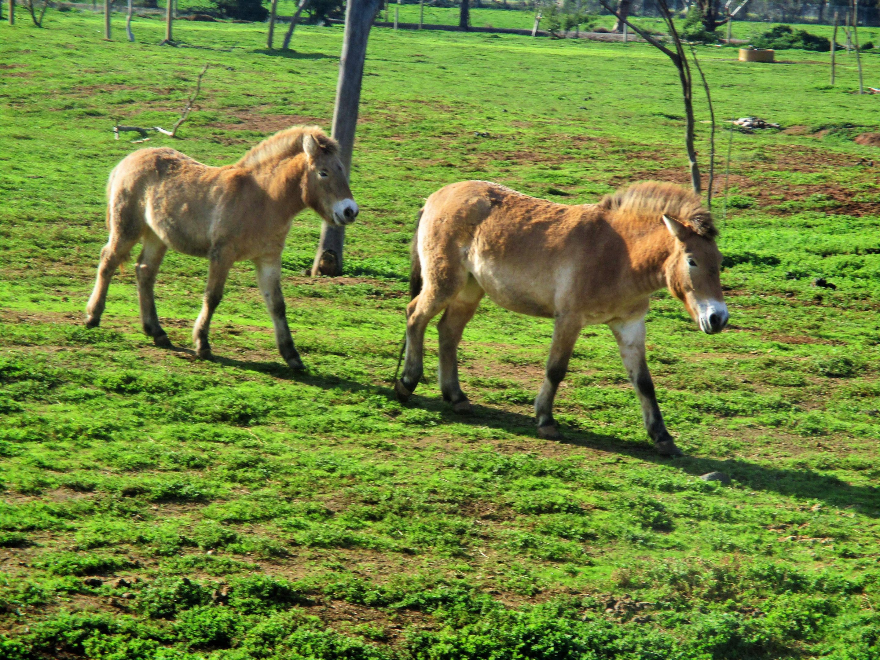 Przewalski's Horse (Equus ferus przewalskii)