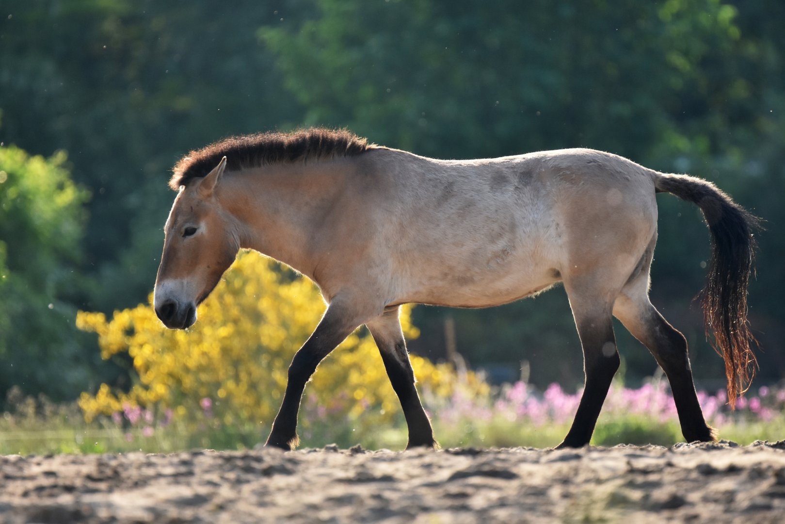 Przewalski's horse (Equus ferus przewalskii)