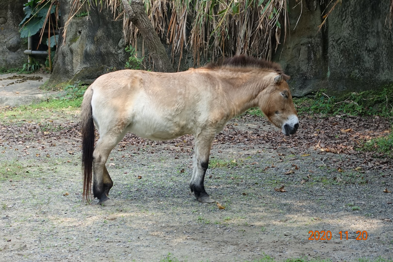 Przewalski's Horse (Equus ferus przewalskii)