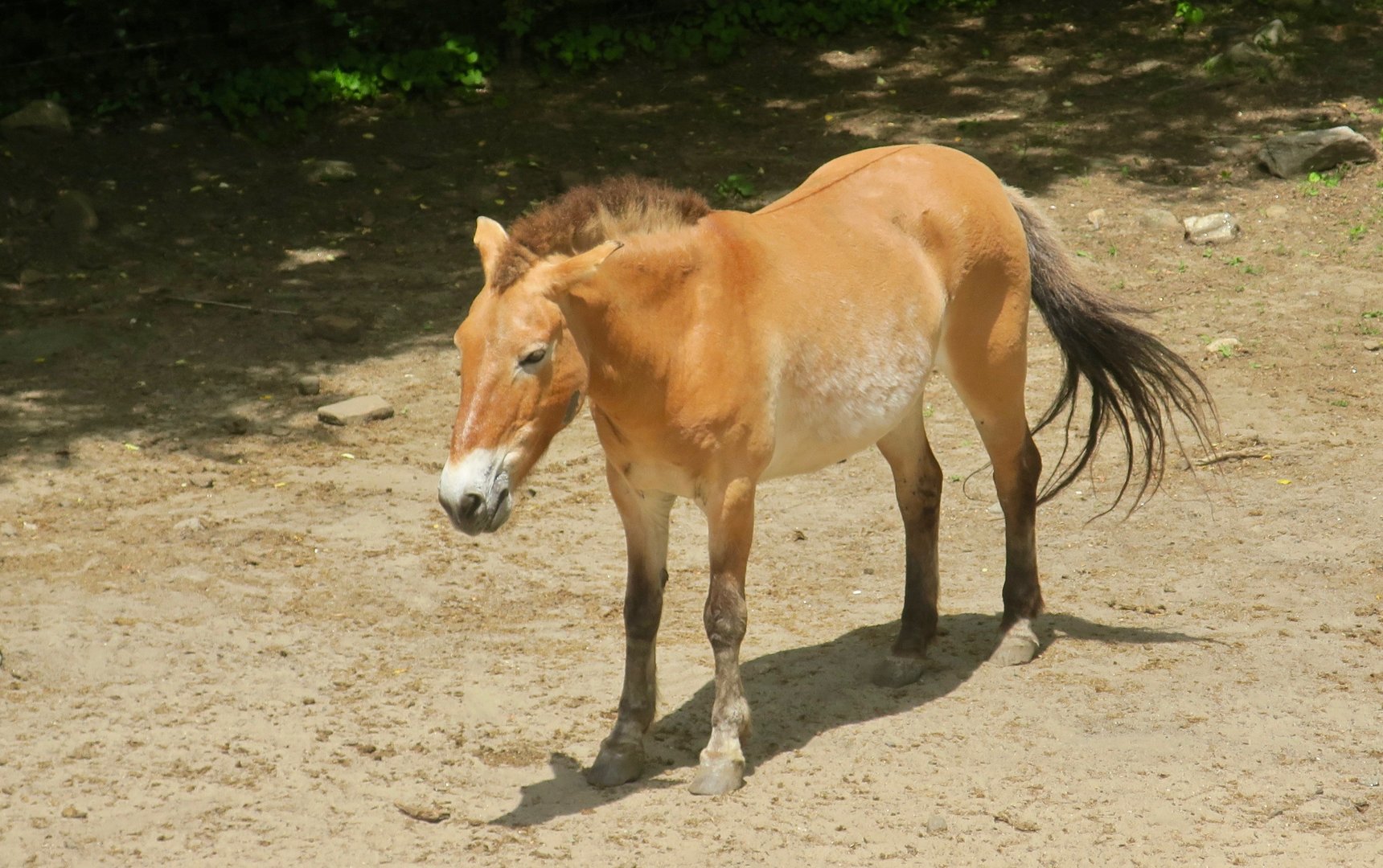 Przewalski's Horse (Equus ferus przewalskii)