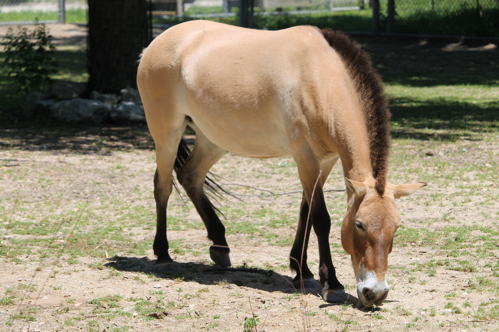 Przewalski’s Horse (Equus ferus przewalskii)
