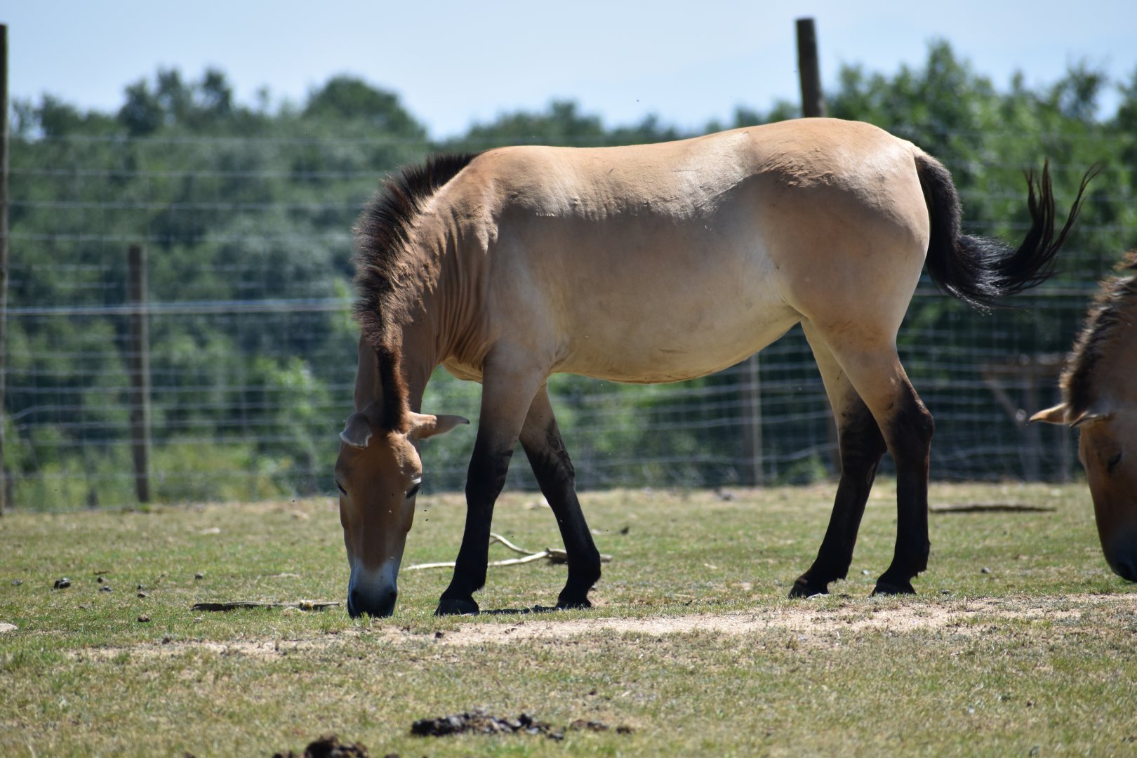 Przewalski's horse (Equus ferus przewalskii)