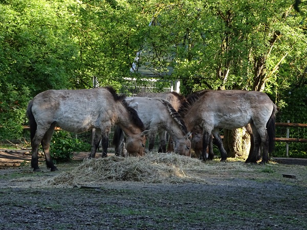 Przewalski's horse (Equus ferus przewalskii)