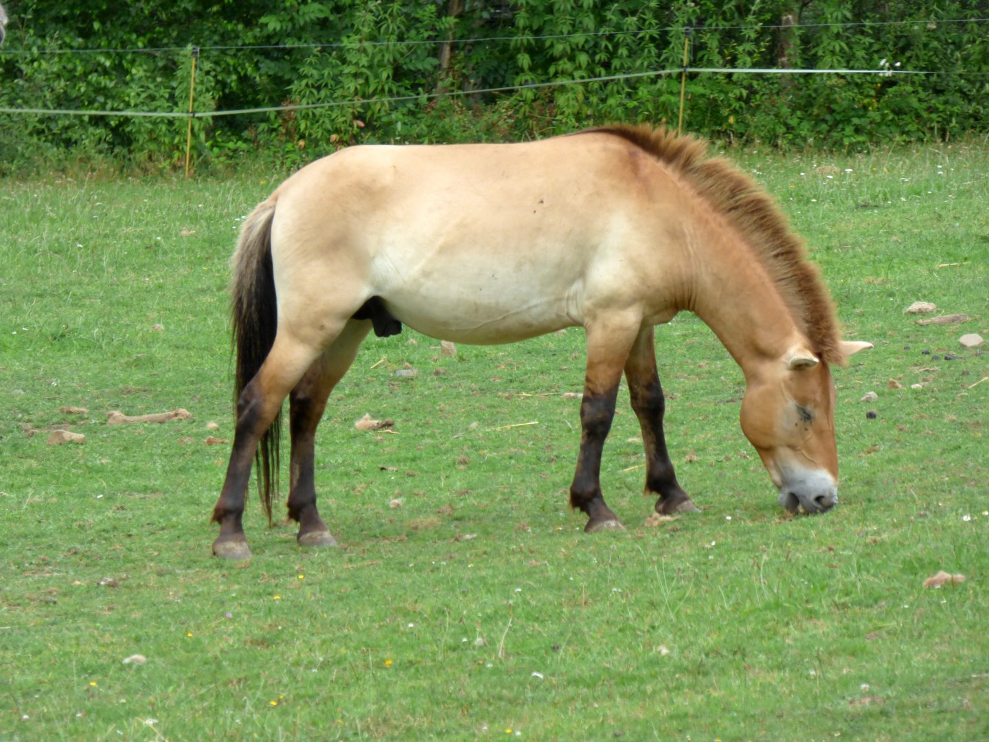 Przewalski's horse (Equus przewalski)