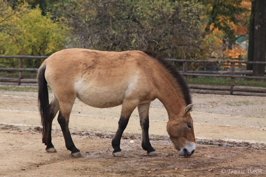 Przewalski's Horse (Equus przewalskii)