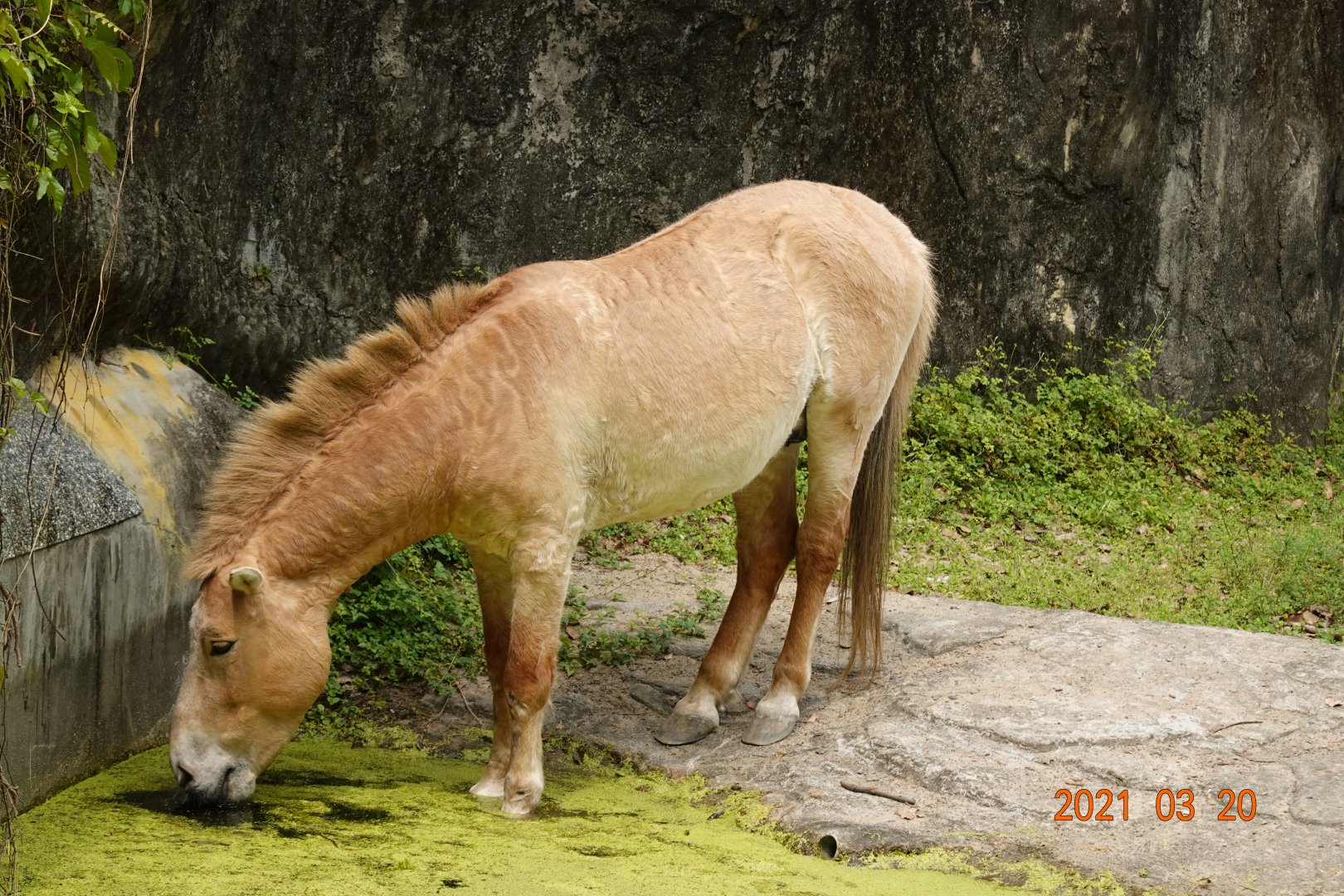 Przewalski's Horse (Equus przewalskii)