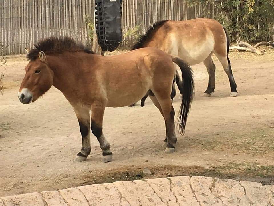 Przewalski's horse (Equus przewalskii)
