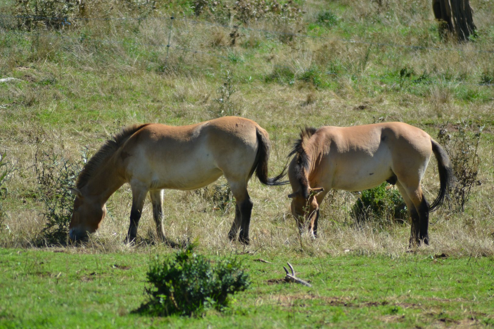Przewalski's Horse - Equus przewalskii