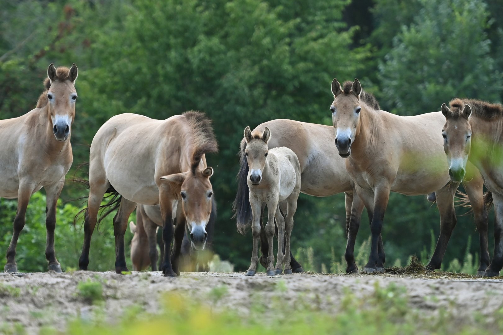 Przewalski's horse (Equus przewalskii[)