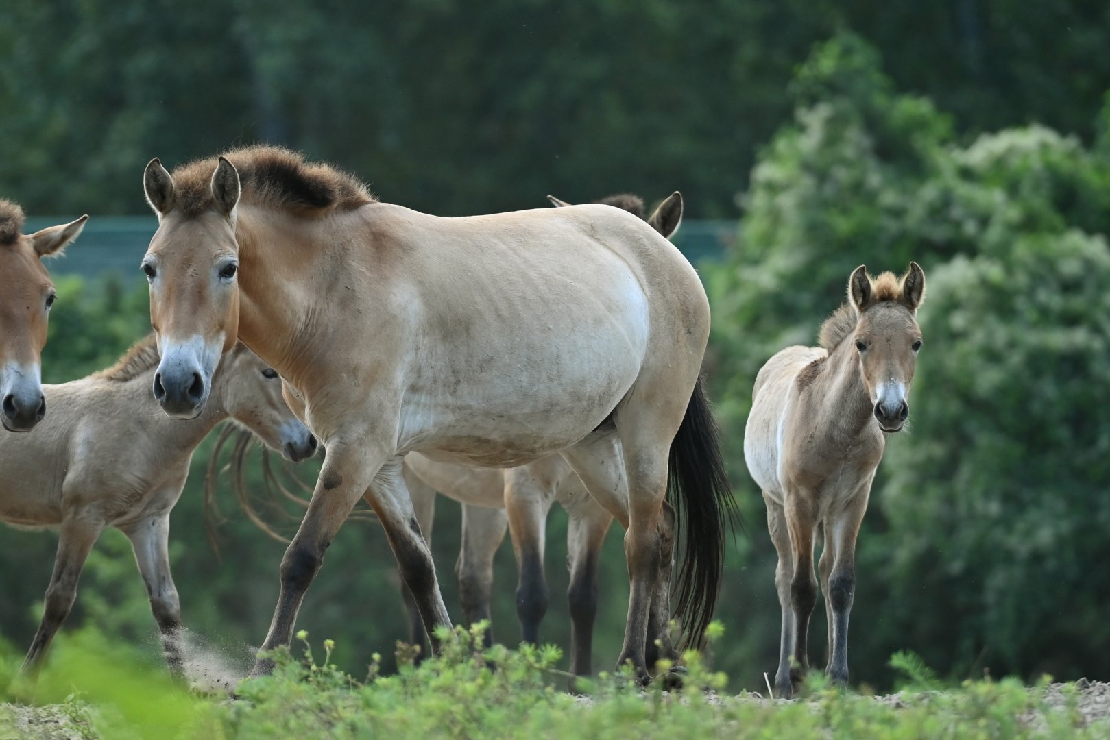 Przewalski's horse (Equus przewalskii[)