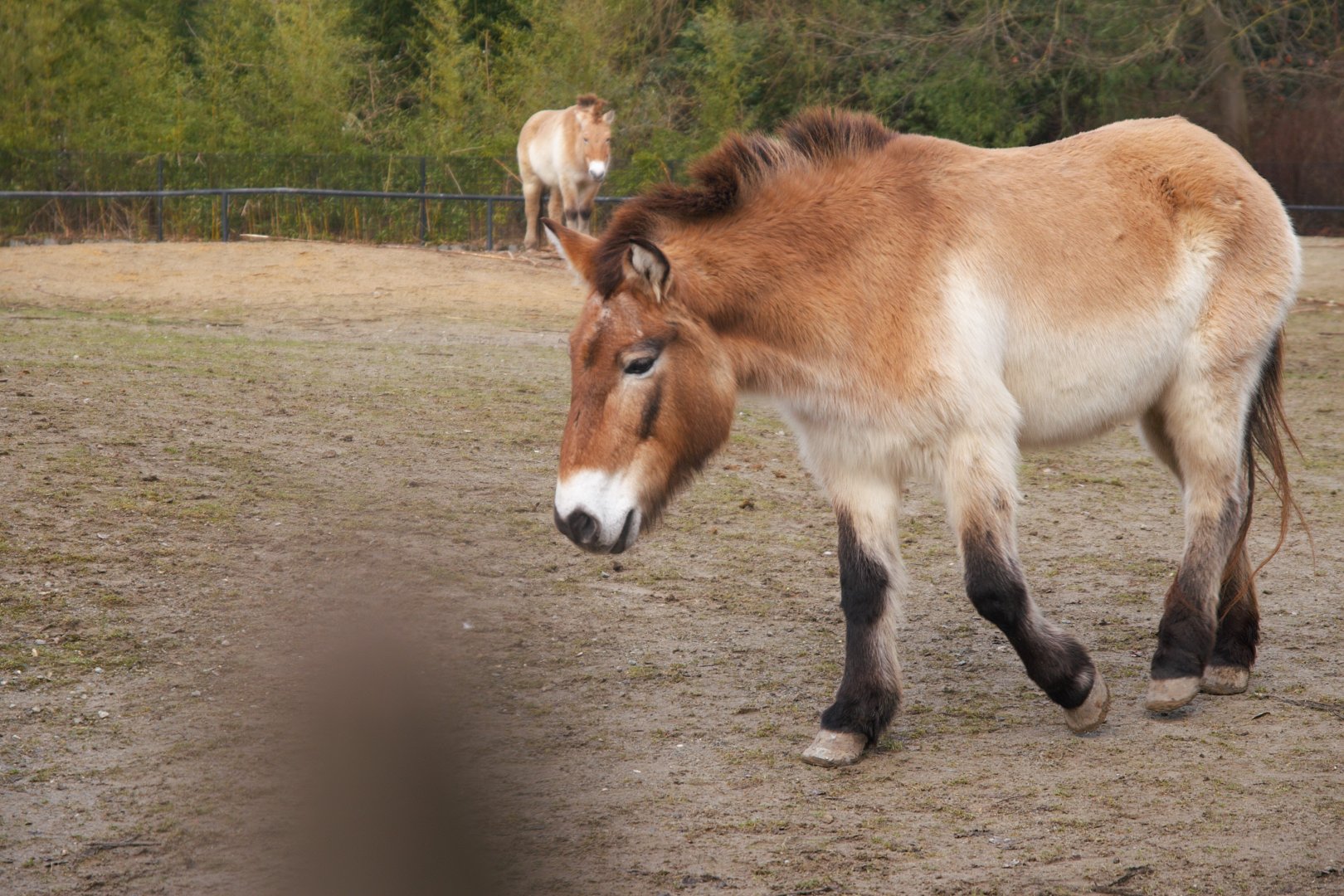Przewalski's Horse (Equus przewalskii)