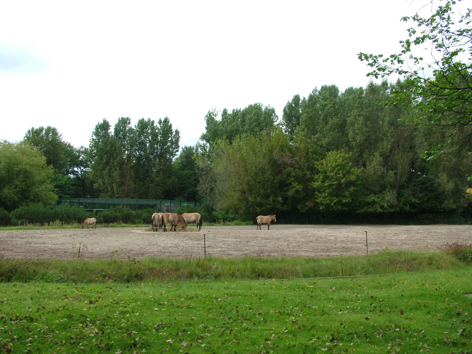 Przewalski's Horse Exhibit at Tierpark Berlin, 30/08/11
