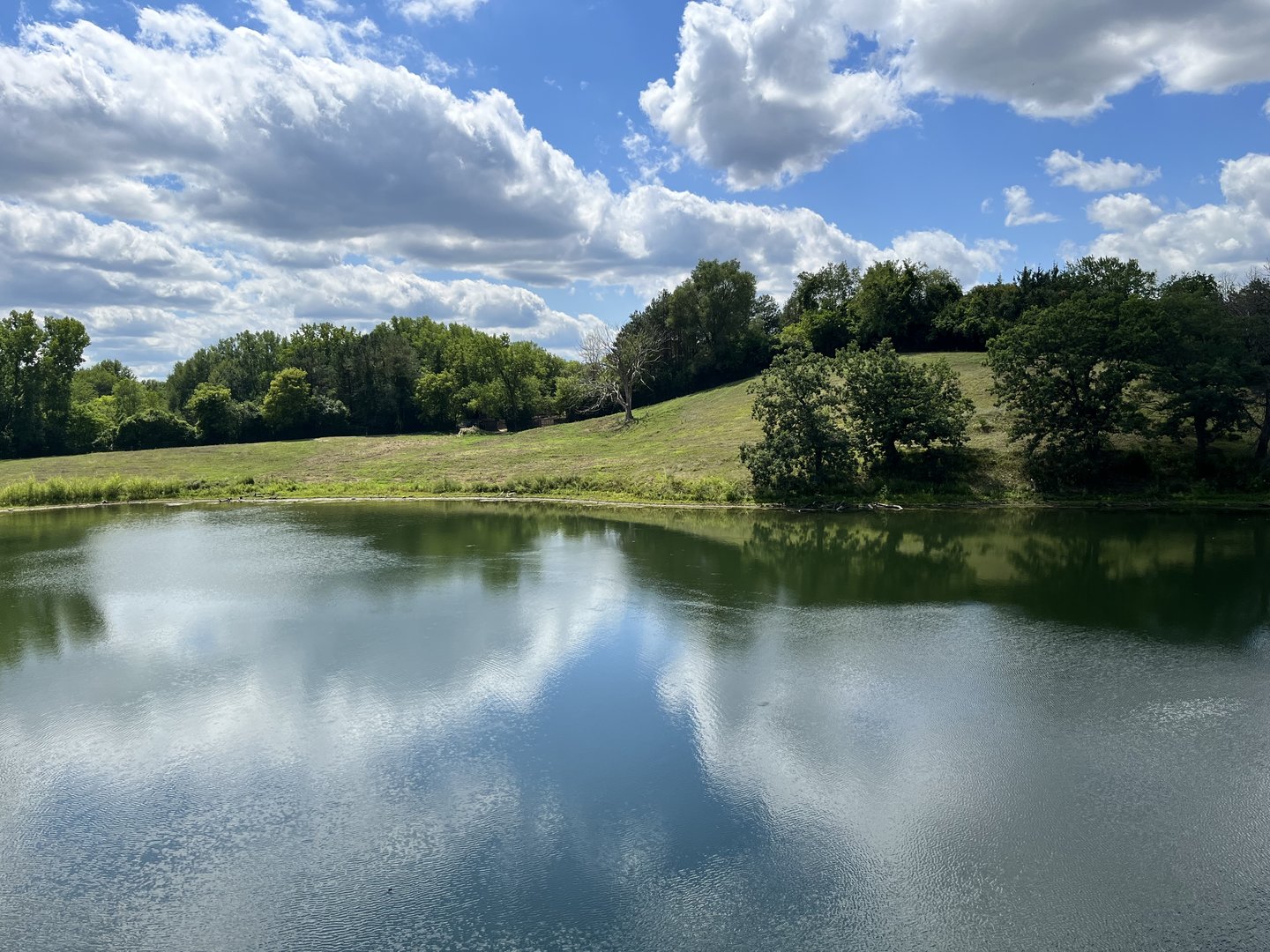 Przewalski’s Horse Exhibit from the Treetop Trail