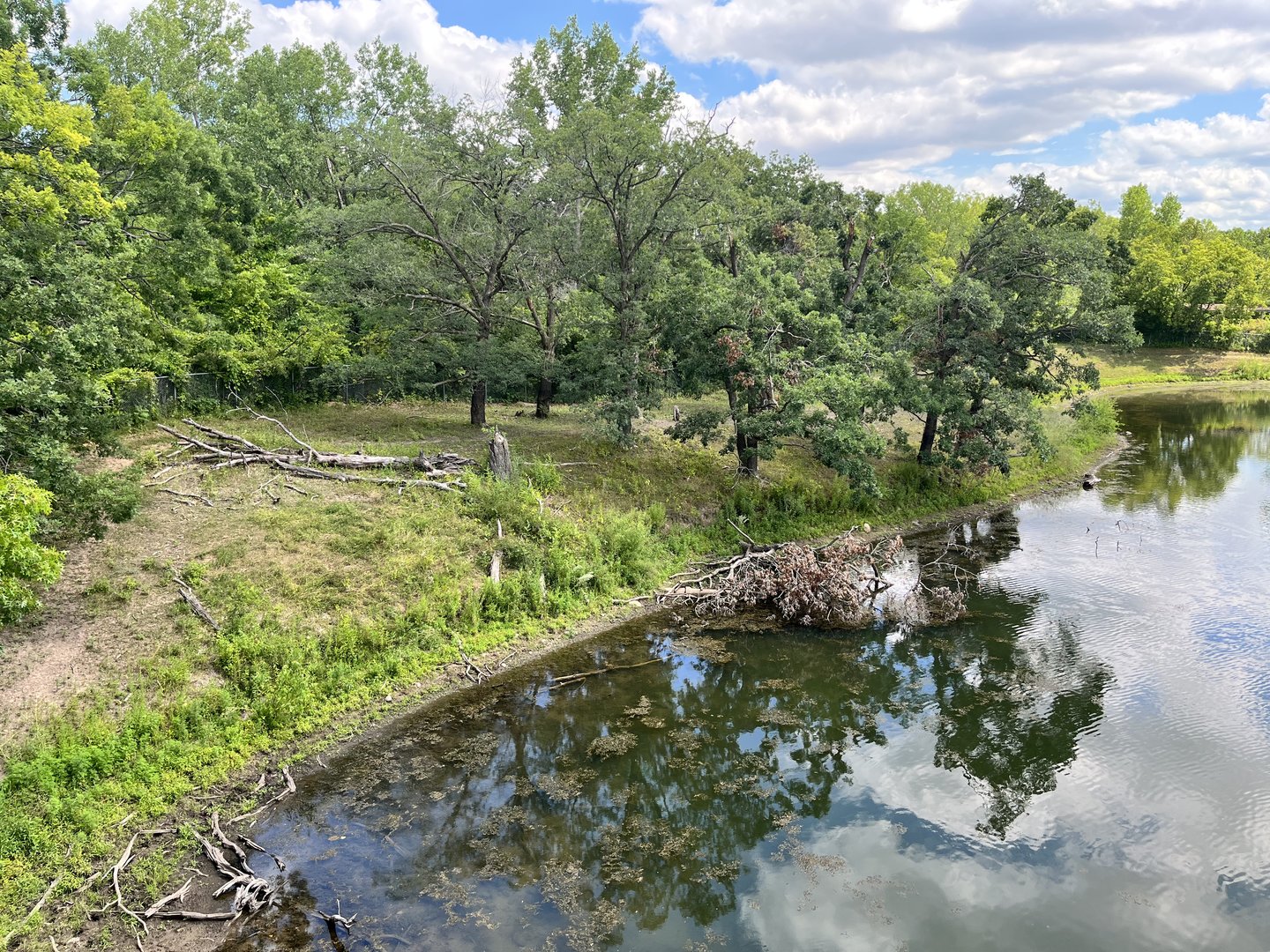 Przewalski’s Horse Exhibit from the Treetop Trail