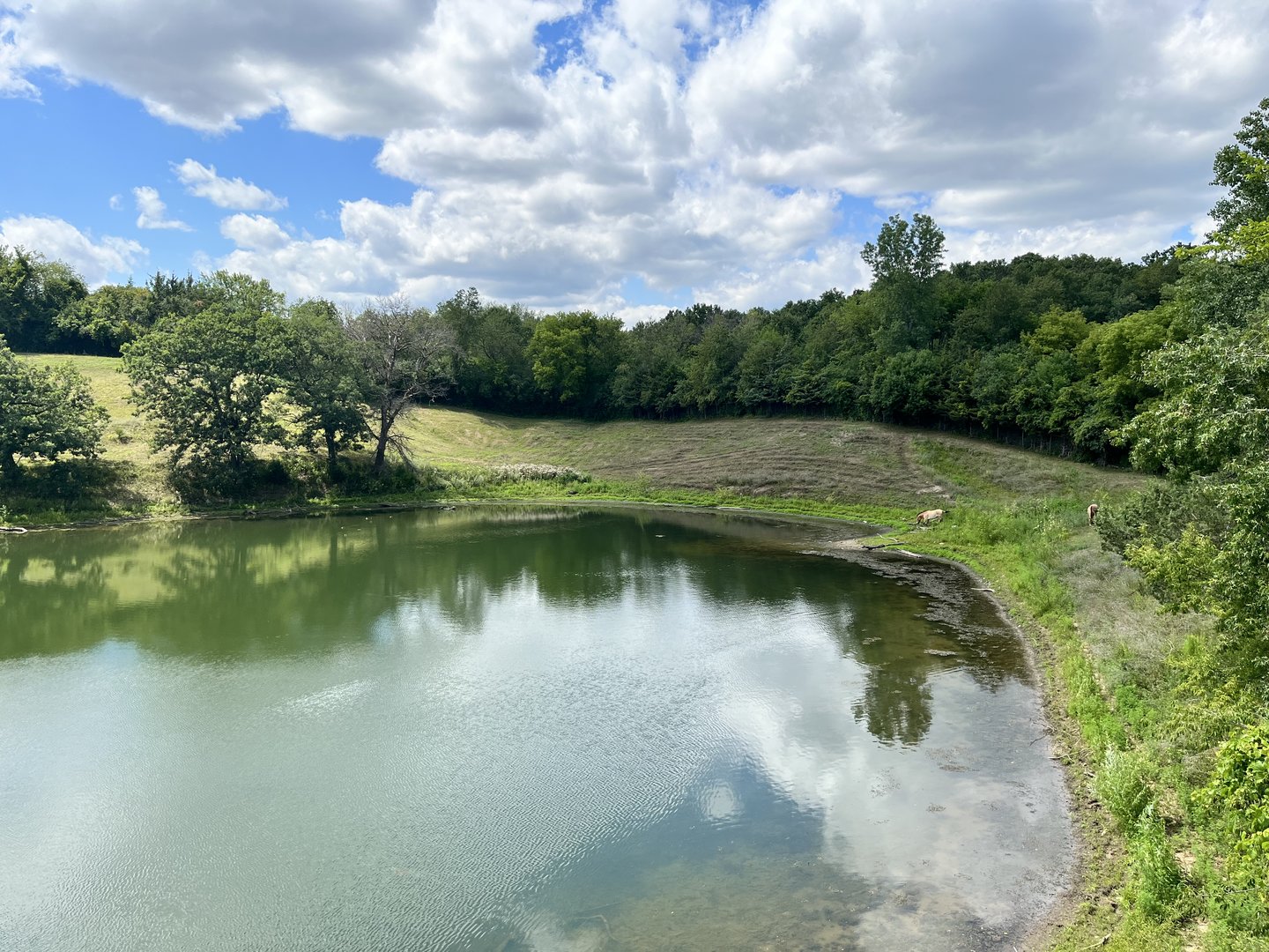 Przewalski’s Horse Exhibit from the Treetop Trail