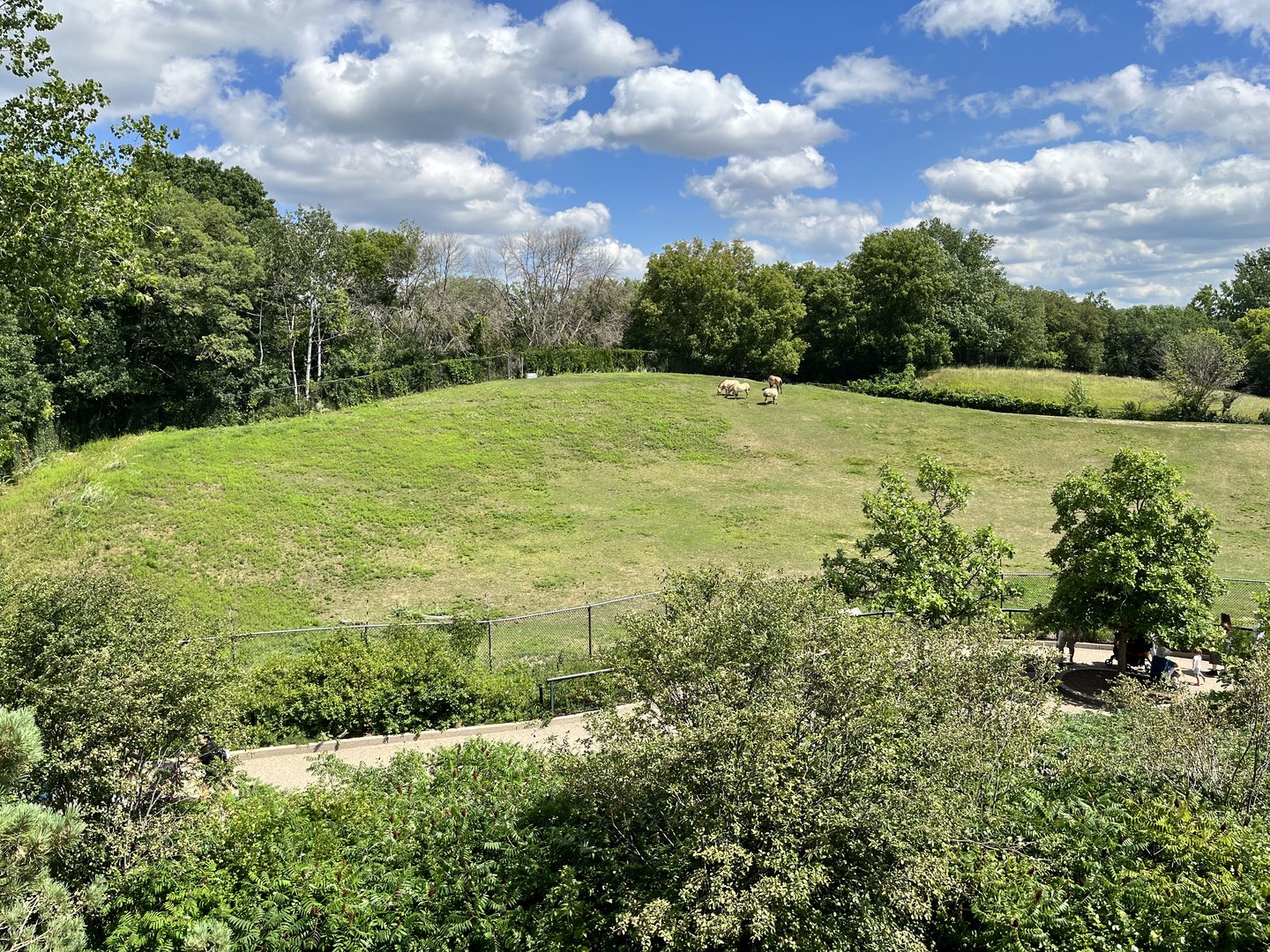 Przewalski’s Horse Exhibit from the Treetop Trail