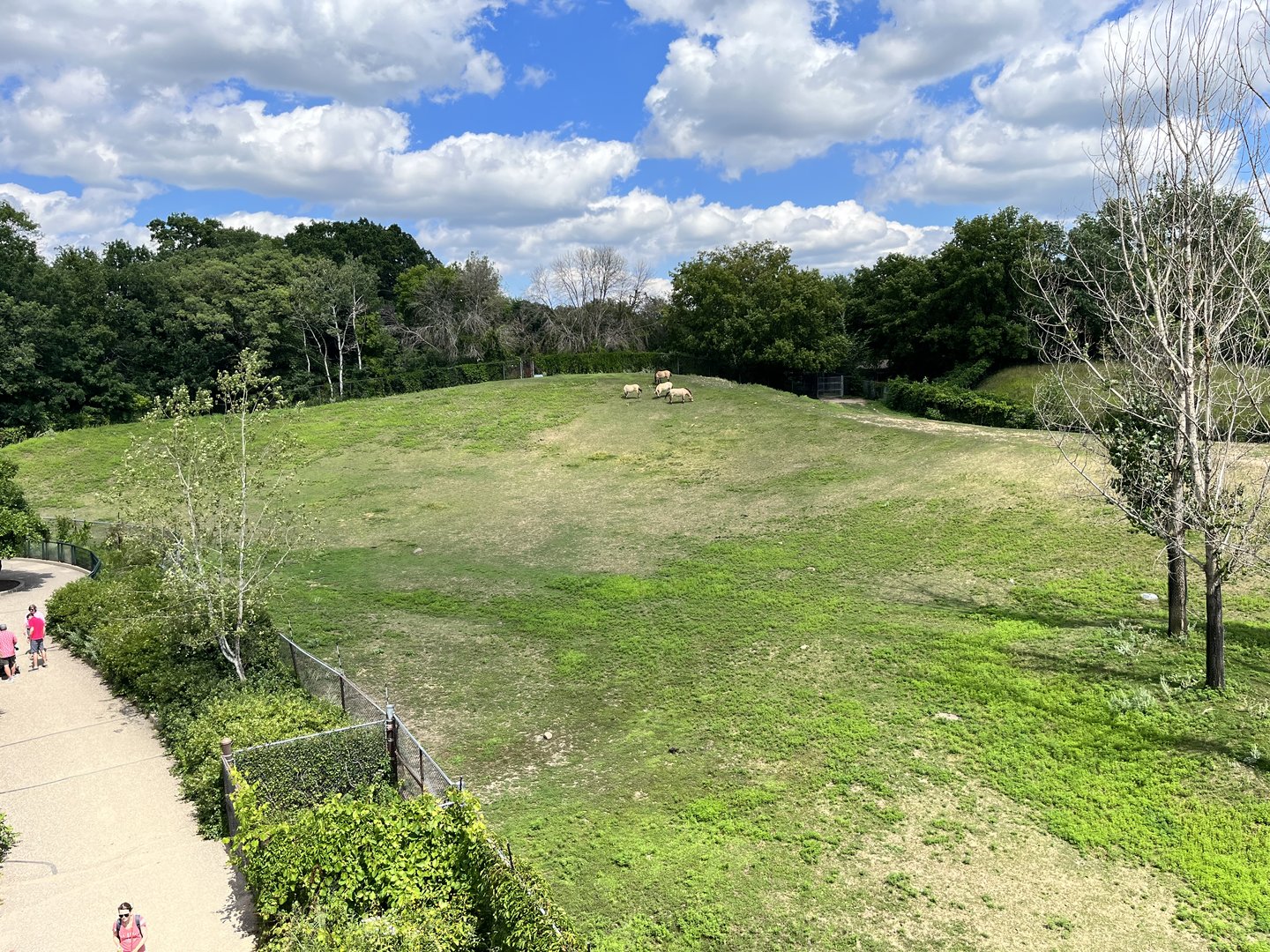Przewalski’s Horse Exhibit from the Treetop Trail