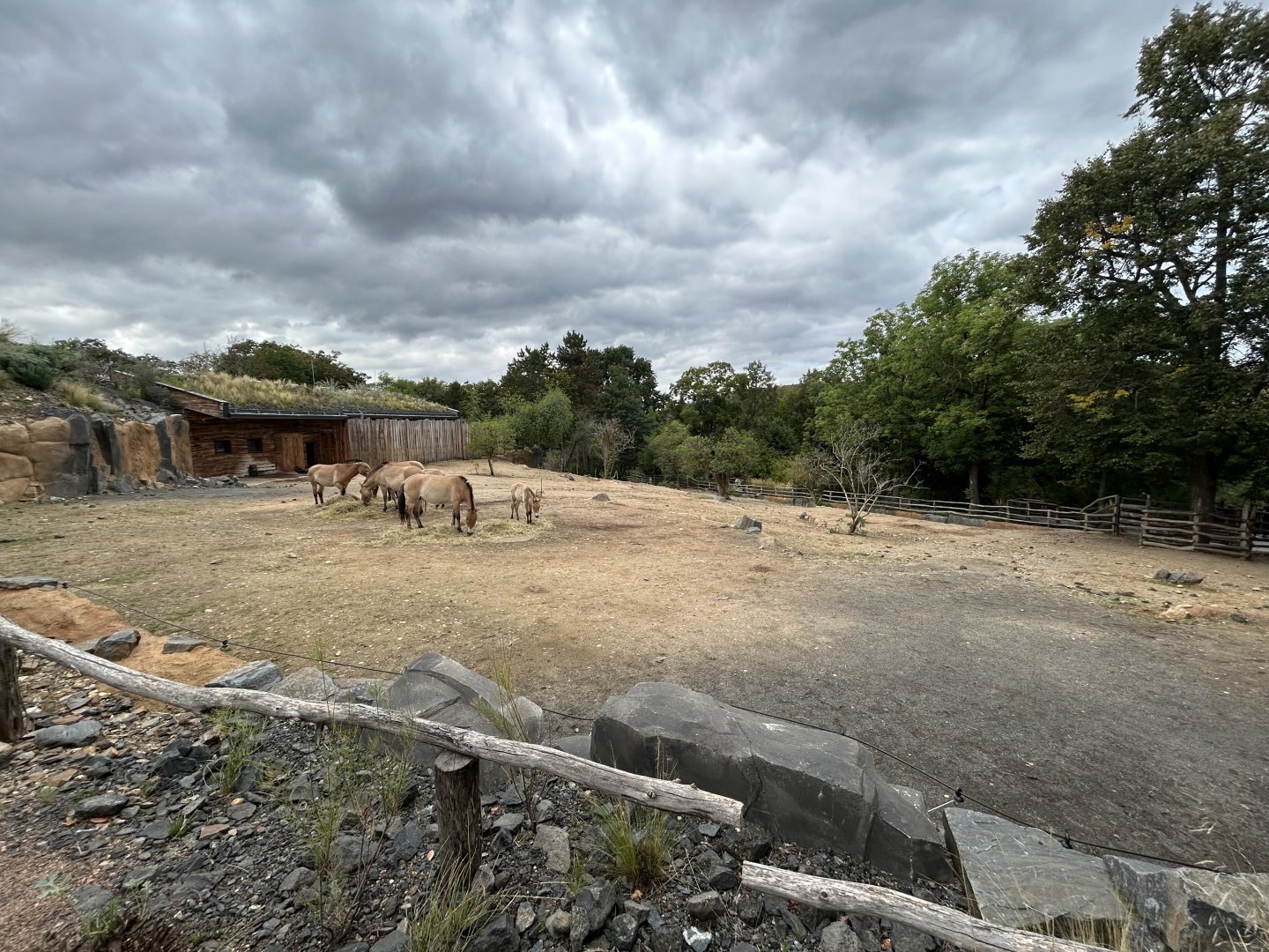 Przewalski's Horse Exhibit - Gobi