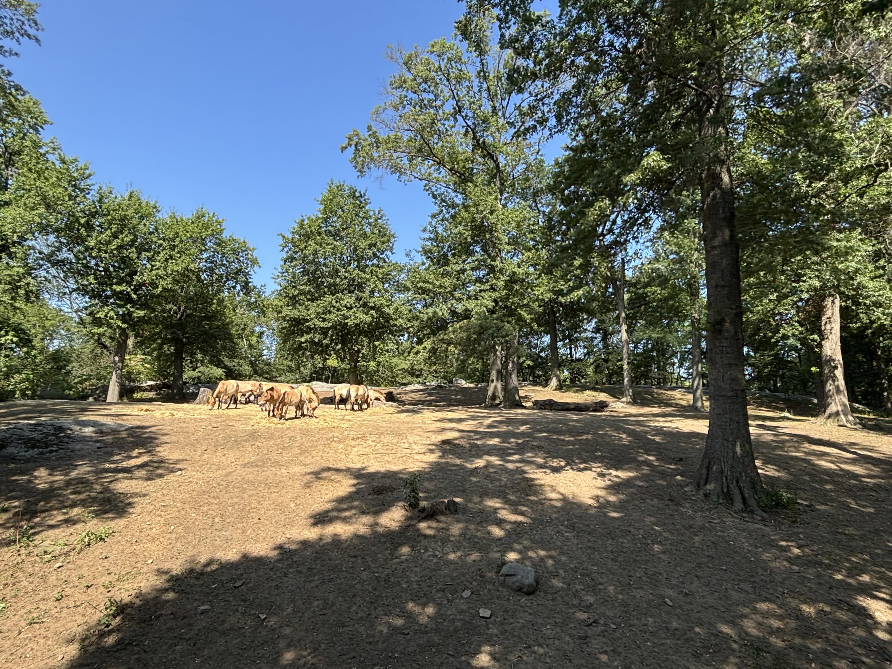 Przewalski’s Horse Exhibit - Wild Asia