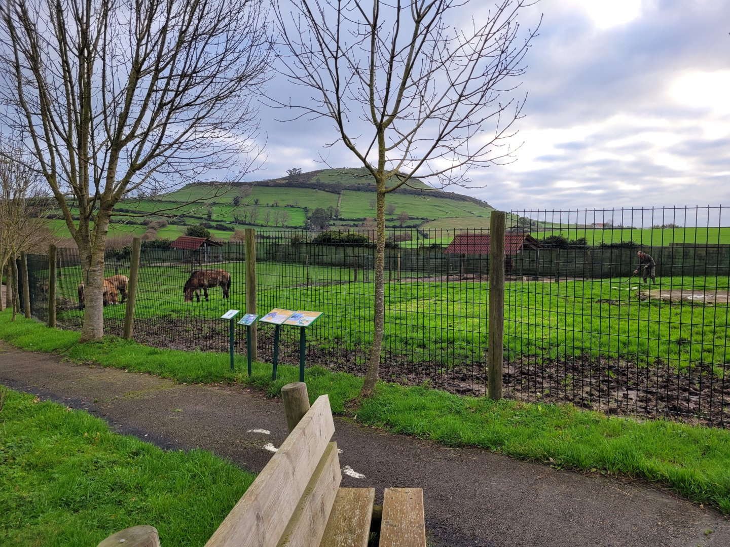 Przewalski's horse exhibit -Zoo de Santillana del Mar (2023)