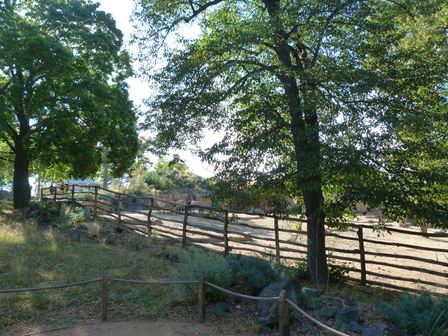 Przewalski's horse exhibit -Zoo Praha (2025)